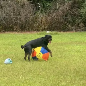 review image 1