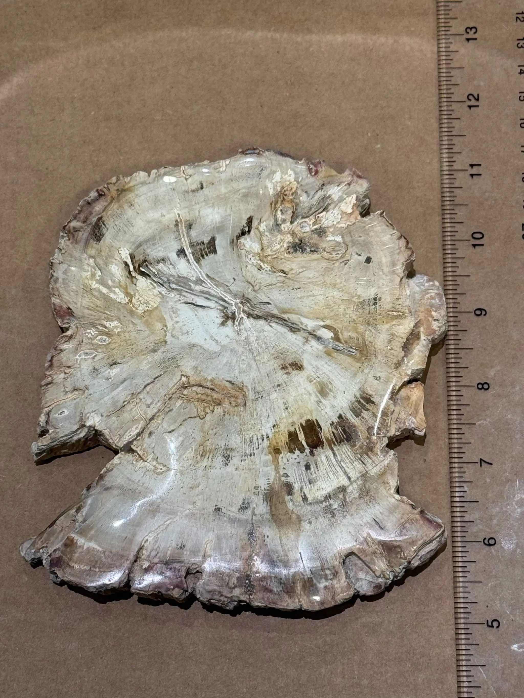 Petrified Wood Slice by Weight