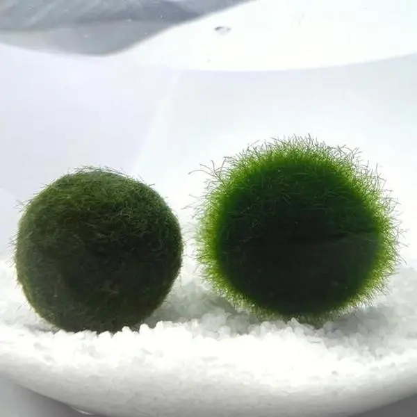 Large 1.5cm Marimo Moss Ball in Exploding Period - Round and Grow Slow - Japanese Algae Ball Plants for beginner carefree plants best indoor plants ideas Marimo Moss Ball Aquarium Plants mossplantpetaquariumdesk pebbles floating aquarium plants aquatic pl