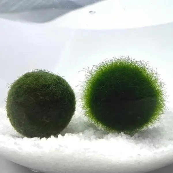 Large 1.5cm Marimo Moss Ball in Exploding Period - Round and Grow Slow - Japanese Algae Ball Plants for beginner carefree plants best indoor plants id
