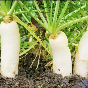 400pcs White Icicle Radish Seeds - Heirloom, Non-GMO, Complete Planting Guide Included - Perfect for Home Vegetable Gardens, Gift for Gardeners