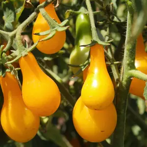 Heirloom Yellow Pear Tomato Seeds - Organic and Regenerative Gardening Seeds