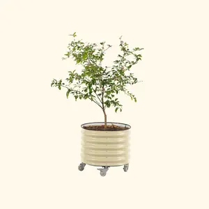 Self-Watering Citrus Planter