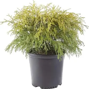Gold Mop Cypress 2.25 Gal, 3 Gallon, Golden