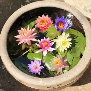 Fresh Mixed Color Lotus Water Lily Seeds Mini Japanese Lotus Seeds for Planting Flowers