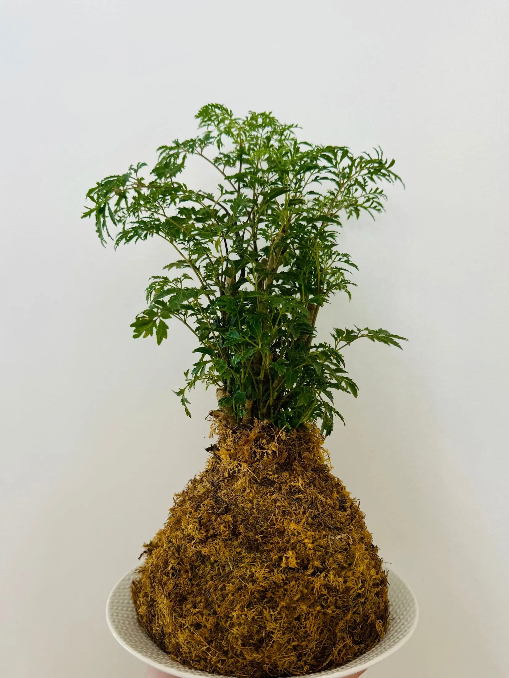 Kokedama - Aralia