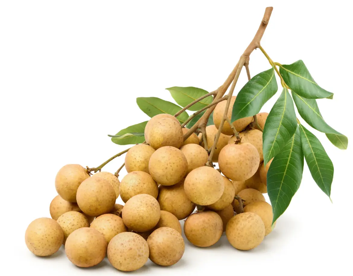 Longan Tree Live for Planting, Sweet Longan Tree for Garden 6 to 8 Inch Tall in 4 Inch Pot