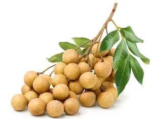 Longan Tree Live for Planting, Sweet Longan Tree for Garden 6 to 8 Inch Tall in 4 Inch Pot