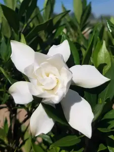 Frost Proof Gardenia Live Plant - Great Fragrance - Evergreen 5 to 7" tall