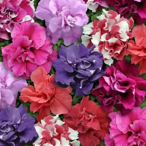 Green River 50 Double Mix Petunia Seeds- Premium Flower Seed Pack, Assorted Colors, Cottage Garden Favorite, Petunia Flower Seeds for Hanging Baskets and Borders, Seeds for Planting, Perennial Look Blooms