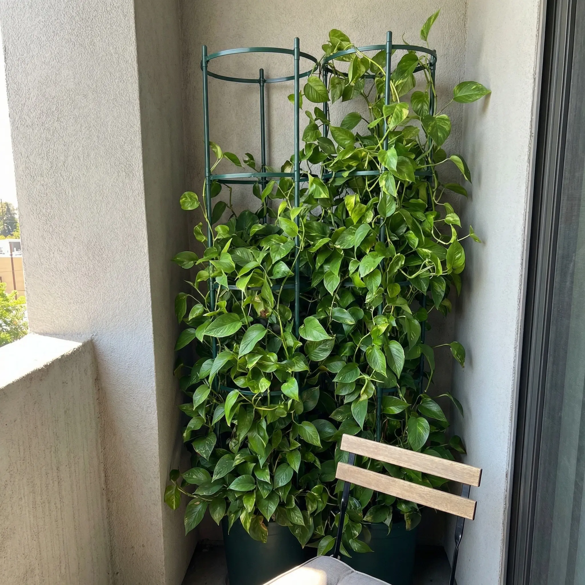 vintage jade plant Vintage Jade Distylium main image 0