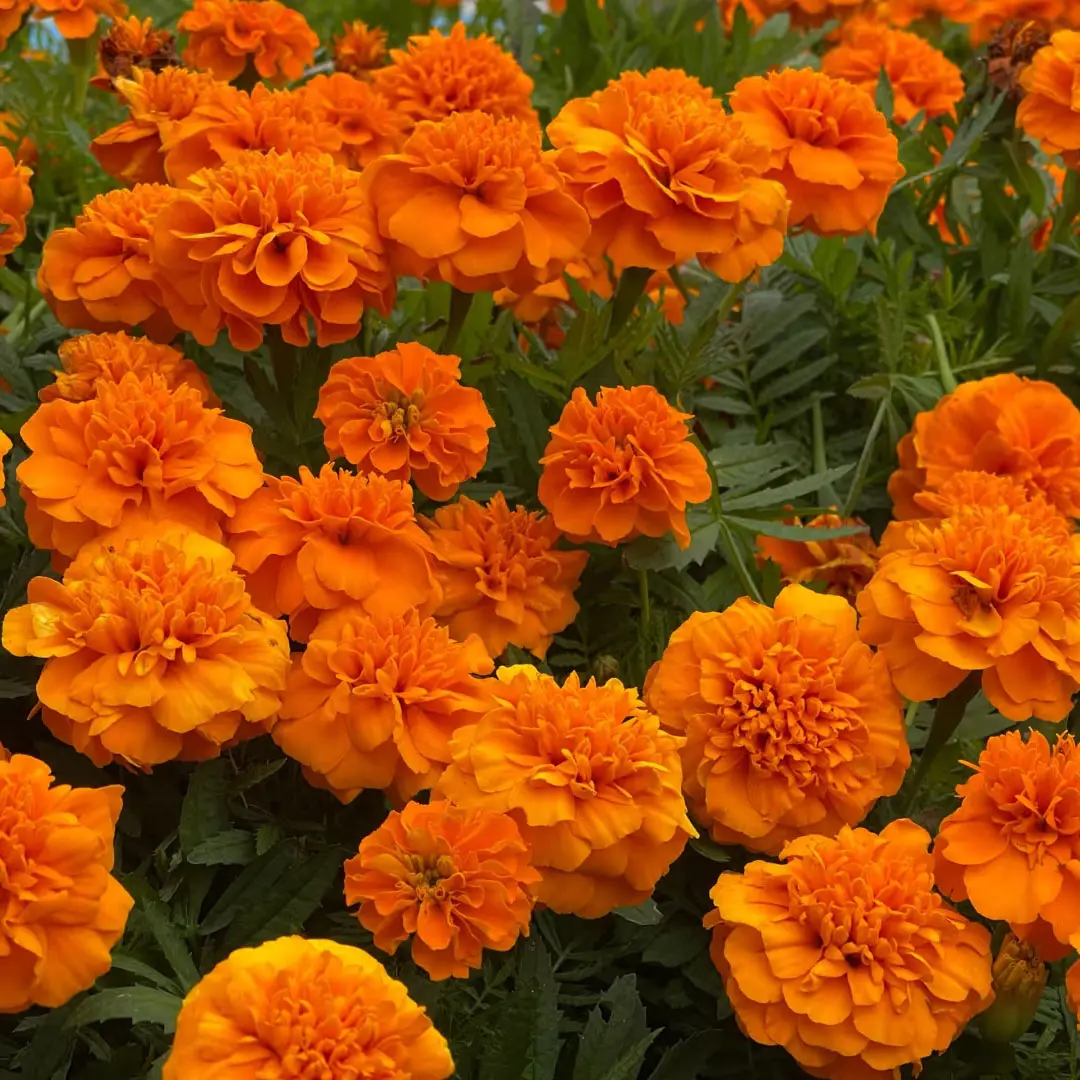 500 pcs Marigold Seeds for Planting Indoor & Outdoor Gardening, Flower Seed for Planting Home and Garden, Flowers Seed