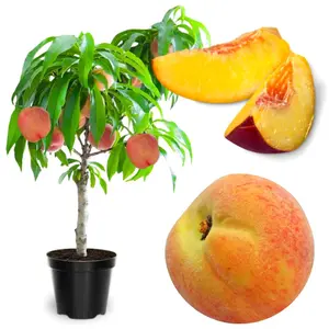 Peach trees are living fruit trees that are hardy and produce rich, sweet yellow peaches, making them ideal for home orchards, backyard gardens, and edible landscapes.