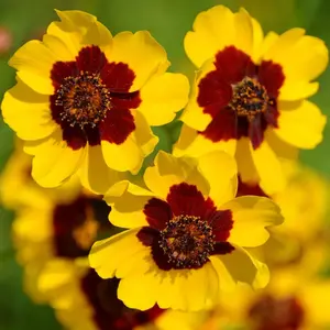 500pcsDwarf Plains Coreopsis Wildflower Garden Seeds - Deer-resistant & Medicinal Herb, Edible Flower - Non-gmo, Heirloom Tickseed Seeds