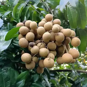 A longan live fruit plant in a 4’’ pot /Dimocarpus longan /dragon’s eye/ seedlings /