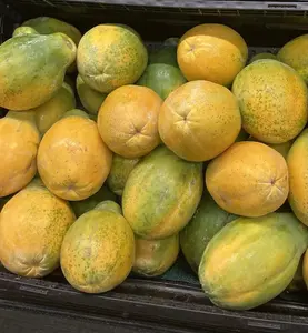 Solo Hawaiian Papaya Tropical Fruit Tree 8" Tall Had Fully Roots With 4” Pot