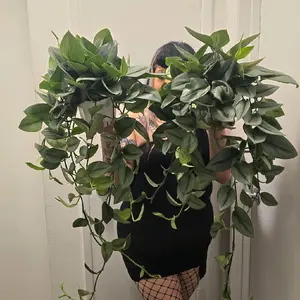 Scindapsus Treubii 'Moonlight