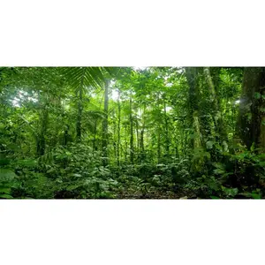 48x18 inches Tropical Aquarium Terrarium Background Green Huge Tree Rainforest Reptile Habitat Durable Polyester