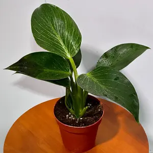 Variegated Philodendron Birkin Live Plant in 4" Grow Pot - Indoor & Outdoor Houseplant with White Stripes - Rooted Easy Care Plant