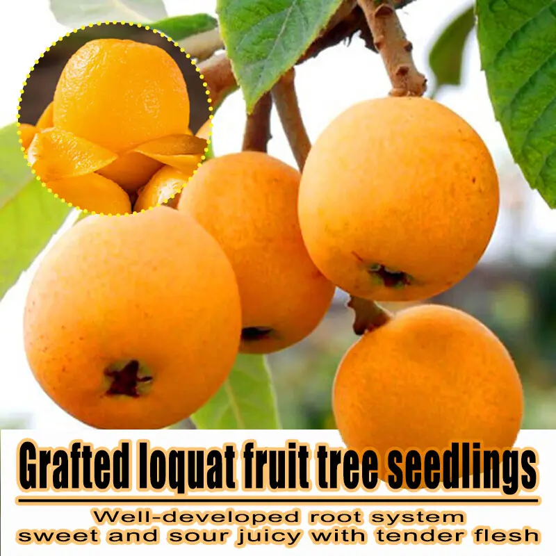 Grafted Loquat Bare Root Saplings, Fast Bearing Sweet Tender Juicy Loquat Fruit Tree Seedlings, Cold Hardy Edible Fruit Plant For Patio Balcony Backyard Home Garden, Bare Root Loquat Sapling For Beginner Gardeners