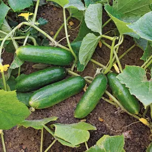 Spacemaster 80 Cucumber Seeds
