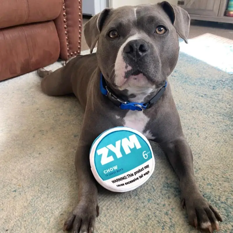 Dog Squeak Toy, Pet Chew Toy, Pet Interactive Toy, Pet Plush Toy, Dog & Cat Accessories, Fun Toy for Dogs, Dog & Cat Accessories