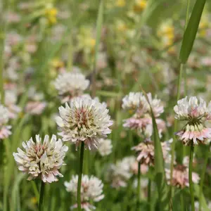 Organic White Dutch Lawn Clover Seeds (Trifolium repens) – 500 Seeds for Ground Cover, Lawn Alternatives, and Soil Health