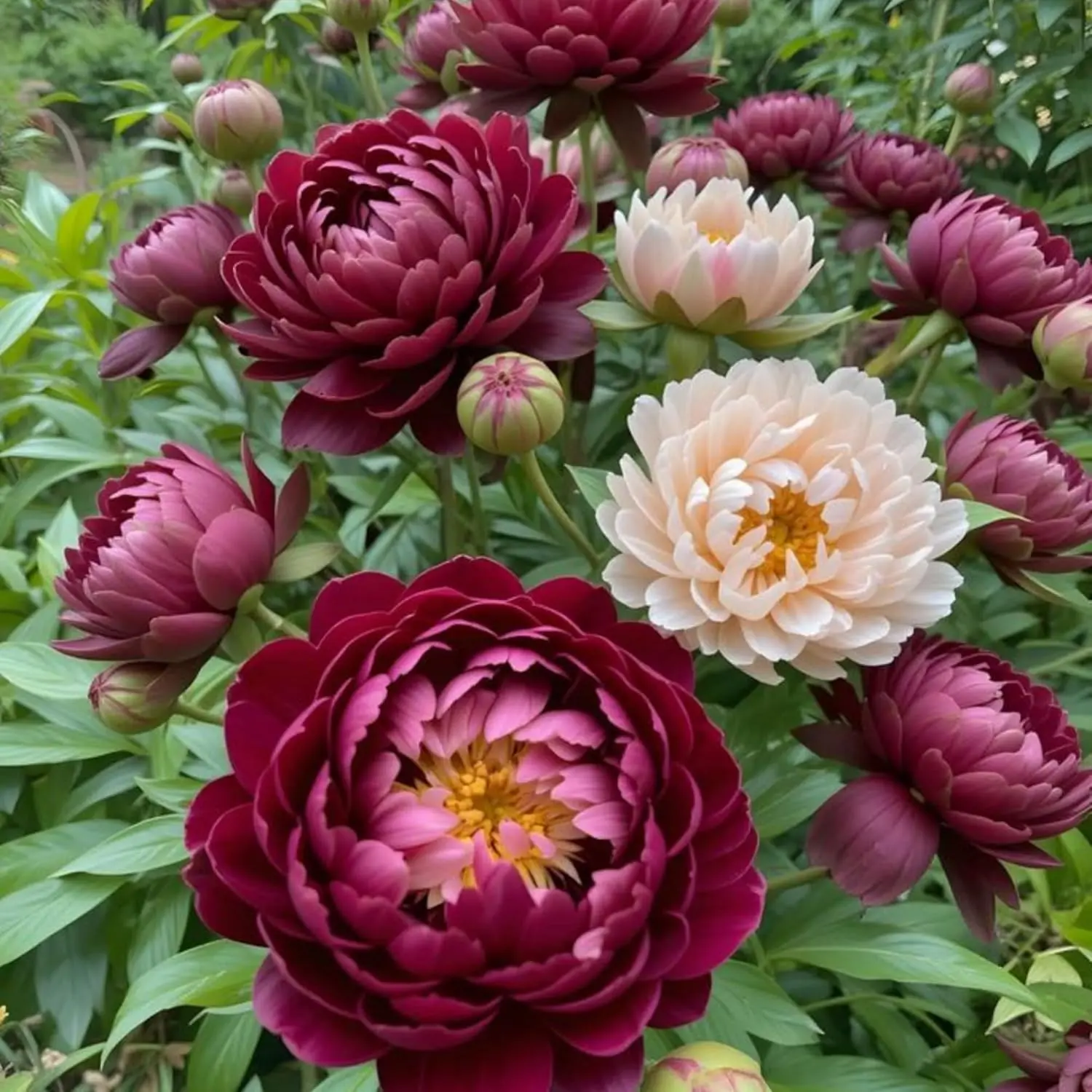 Paeonia Peony Flower Seeds Mixed Color White Pink Red Fragrant Perennial Blooms for Garden Planting Borders and Landscape Displays