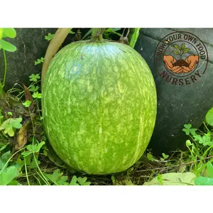 Cucurbita Ficifolia (Semillas de Chilacayote), Alcayota Squash Heirloom Seeds