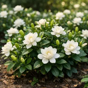 Gardenia Seeds – Fragrant White Flower Seeds for Garden, Easy Grow Outdoor Plants