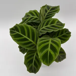 Calathea Zebrina Fuzzy Leaves 6" Pot Pet-Friendly Live Houseplant with Unique Patterned Leaves Easy Care Indoor Plant for Any Universal Setting
