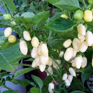 Organic White Habanero Pepper Seeds (Capsicum chinense) – Rare and Unique, Hot and Fruity, Great for Gourmet Dishes – 10+ Seeds