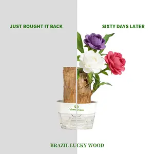 Mature Brazilian Lucky Wood Live Plant - 1 Pack with Nutrient Solution, U.S. Farm Grown, Palo de Brasil, Low-Maintenance Indoor Desktop Ornament for Beginners Houseplant