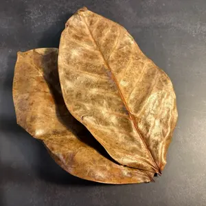 Reptile SoilMates’ Indian Almond Cattapa Tree Leaf Litter 5 Large Leaves for Reptile Use and Isopod Food Natural Substrate