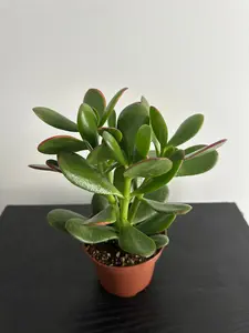 Jade Plant