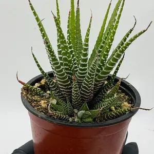Zebra Hawthornia | Zebra Cactus Plant | 4”