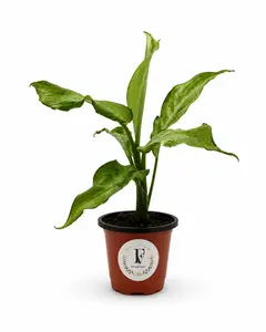 Dieffenbachia 'Camouflage' – Live Dumb Cane Houseplant (4" Nursery Pot)