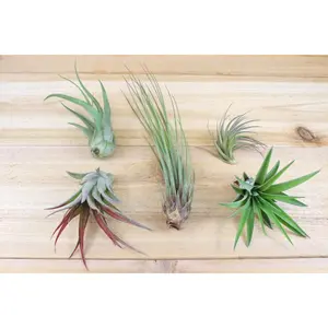 Sale: 50% Off - Classic Collection of Tillandsia Air Plants [5, 10 or 20 Pack]