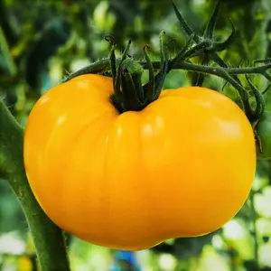 TomorrowSeeds - Yellow Brandywine Tomato Seeds -  Indeterminate Large Beefsteak Tomatoes Apricot Orange Vegetable Fruit Seed For 2024 Season