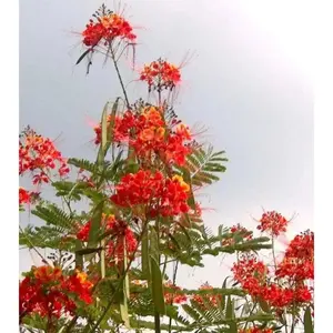 Pride of Barbados Seeds Tropical Caribbean Shrub