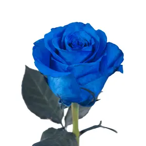 Blue Tinted Roses
