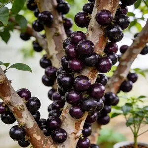 Jabuticaba Seeds – Easy to Grow, Perfect for Home Gardens