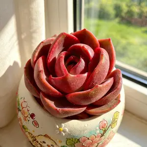 Echeveria ‘Red Lantern’ Rare Succulent Plant Bare Root | Vibrant Red Rosette Indoor Plant | Easy Care Beginner Friendly Succulent | Aesthetic Home & Garden Decor | Perfect Gift Idea #Succulent #Echeveria #PlantTok #RarePlants #HomeDecor