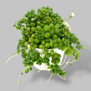 String of Pearls, 4 Inch Pot, Live Plant