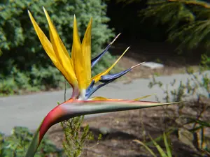 5 seeds Strelitzia reginea Mandela Gold