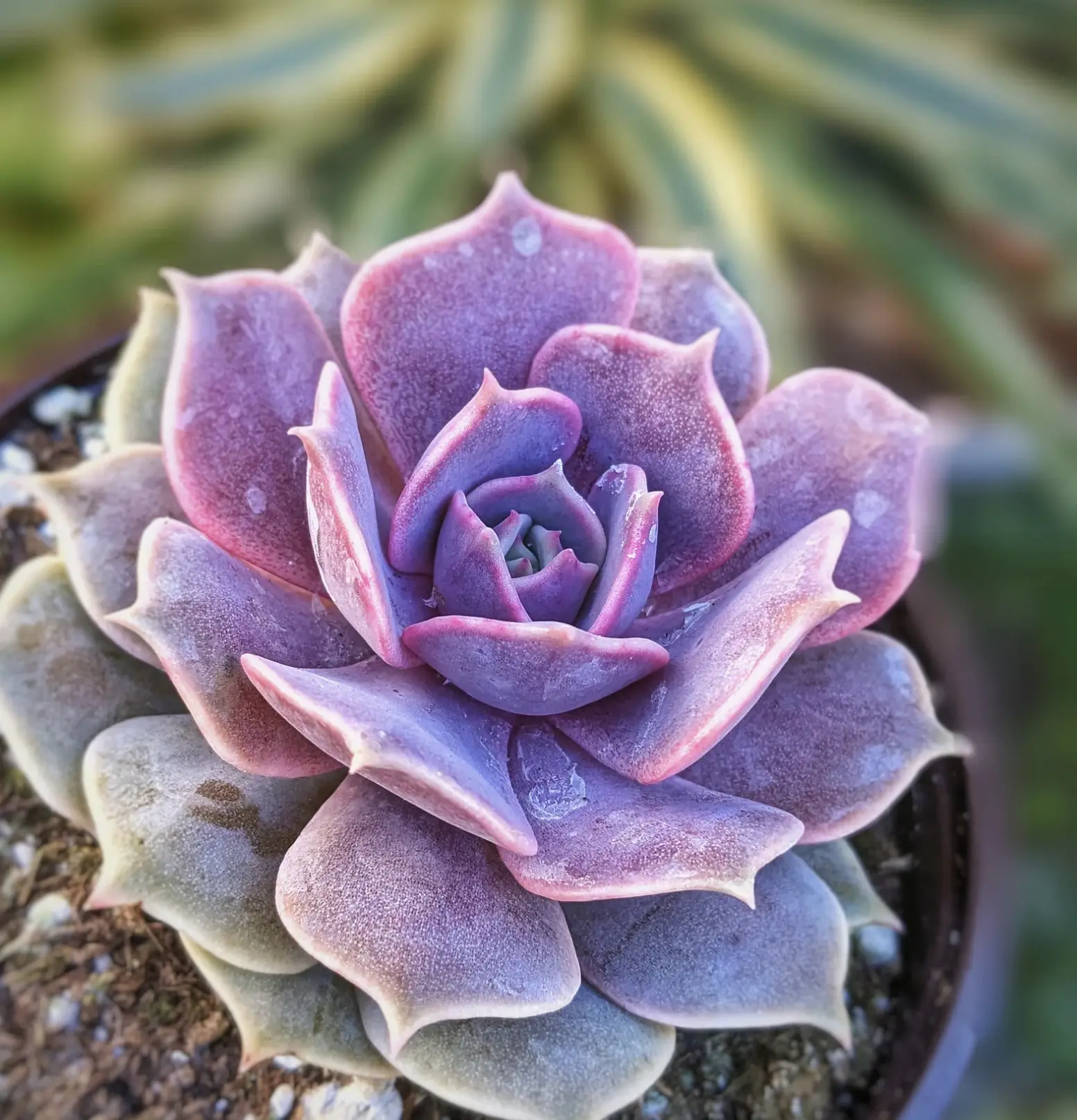 Echeveria Pink Diamond, Rare Colorful Succulent