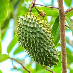 Soursop Tree Seeds - 50+ Count - Tropical Fruit Trees Perennial Grow Your Own Home Farm