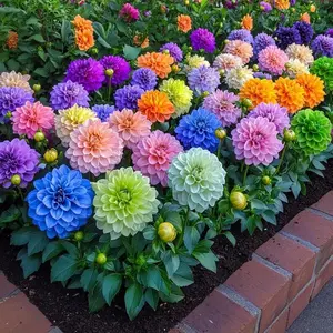 200pcs Dahlia Seeds - Cultivate bright, colorful annual flowers that bloom year-round - Easy to plant and grow quickly, they're perfect for outdoor gardens, borders, and pots - Ideal for adding vibrant color to any landscape