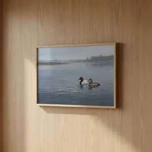 Canvasbacks on Open Water Framed Print