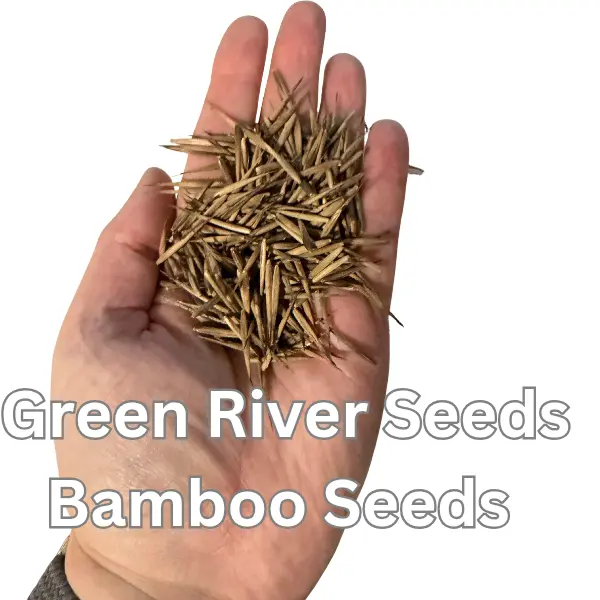 best time to plant centipede grass seed TifBlair Centipede Grass Seed  Hancock Seed